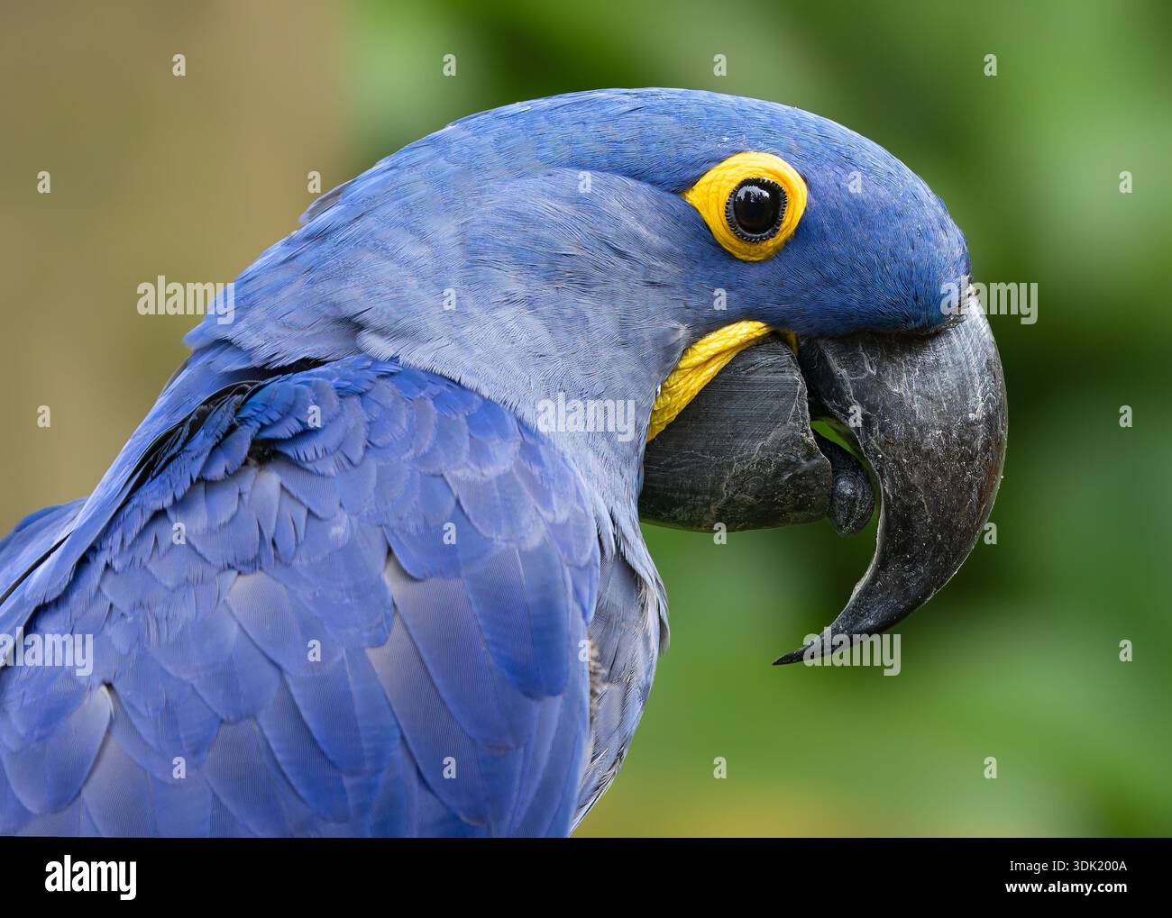 Seitliche Nahaufnahme eines Hyazinthenaras (Anodorhynchus hyacinthinus) Stockfoto