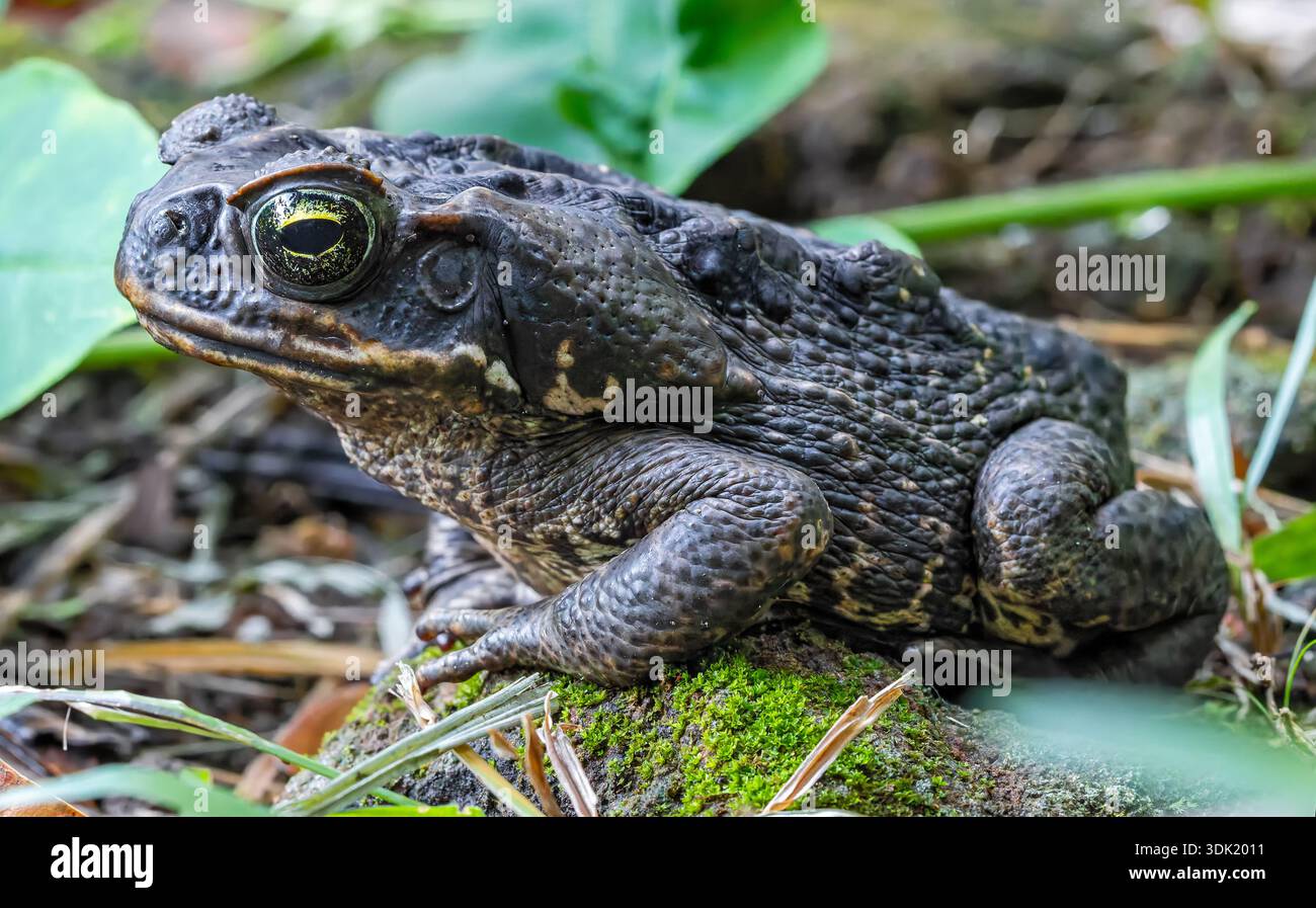 Nahaufnahme einer Cane Toad (Rhinella Marina) im Guadeloupe Nationalpark - Karibikinsel Guadeloupe Stockfoto