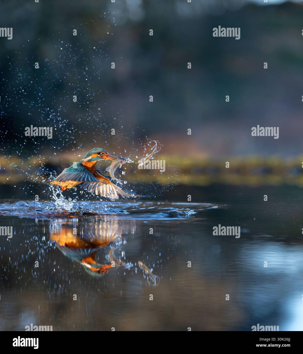 Kingfisher; Alcedo atthis; erfolgreicher Tauchgang; Großbritannien Stockfoto