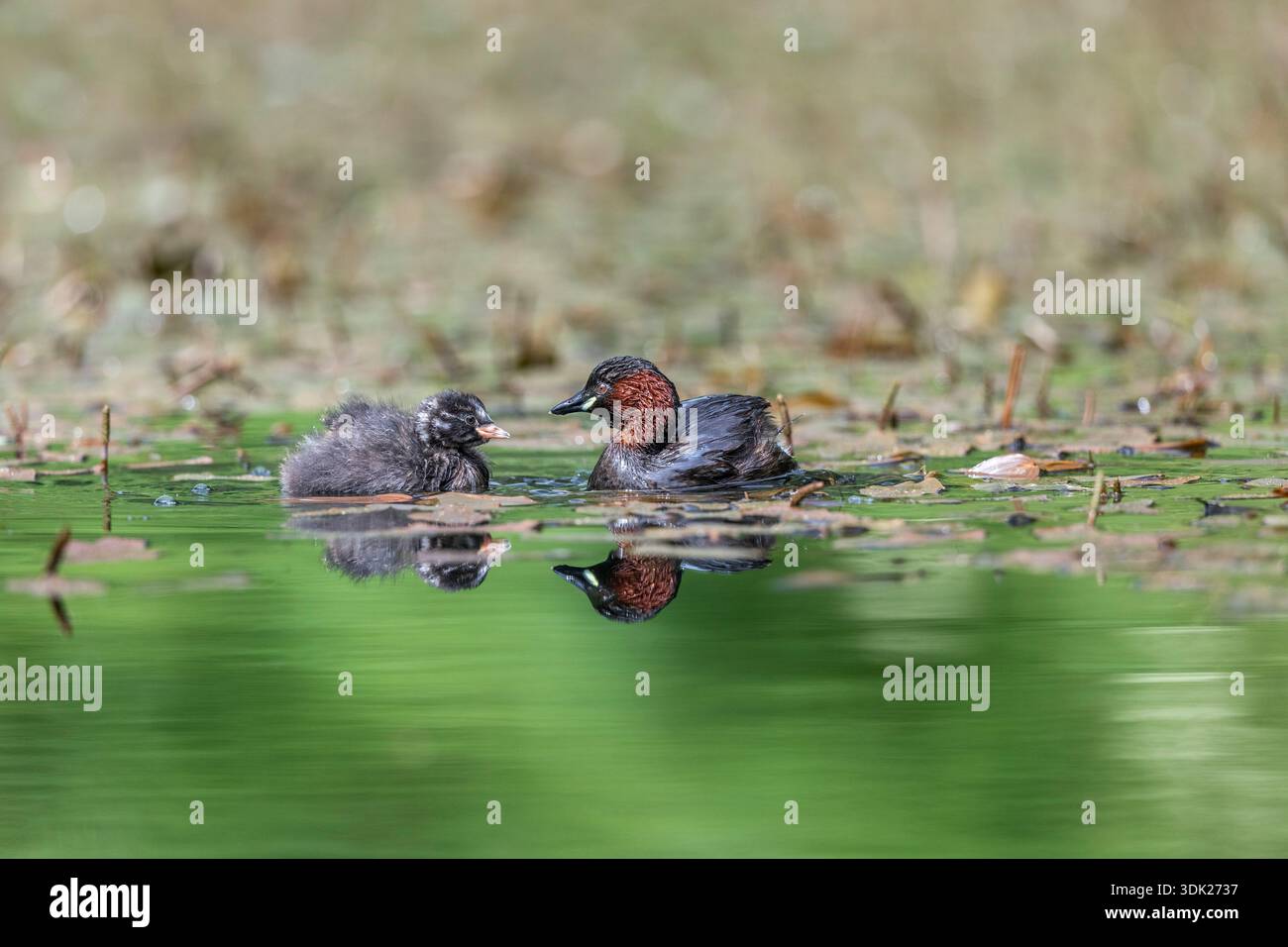 Little Grebe; Tachybaptus ruficollis; Erwachsene und Junge; Großbritannien Stockfoto