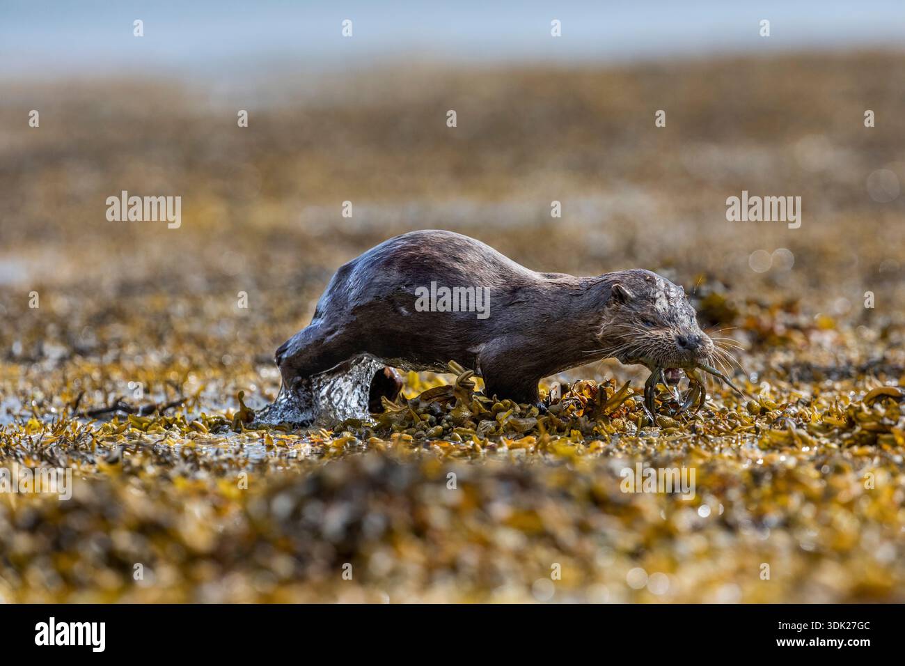 Otter; Lutra lutra; Shoreline; Mull; Schottland; UK Stockfoto