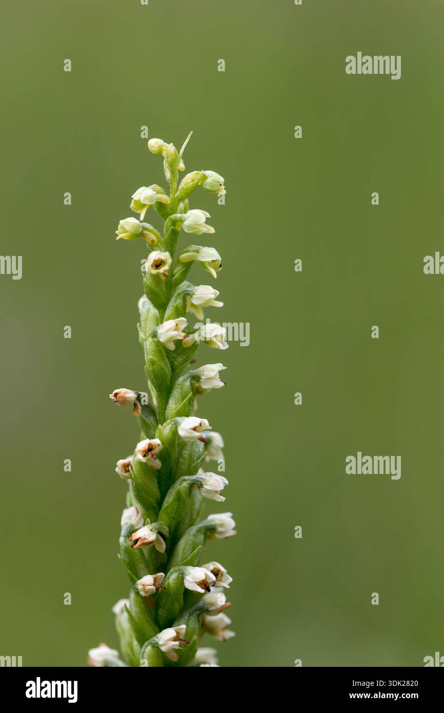 Kleine weiße Orchidee; Pseudorchis albida; Blume; Schottland; Vereinigtes Königreich Stockfoto