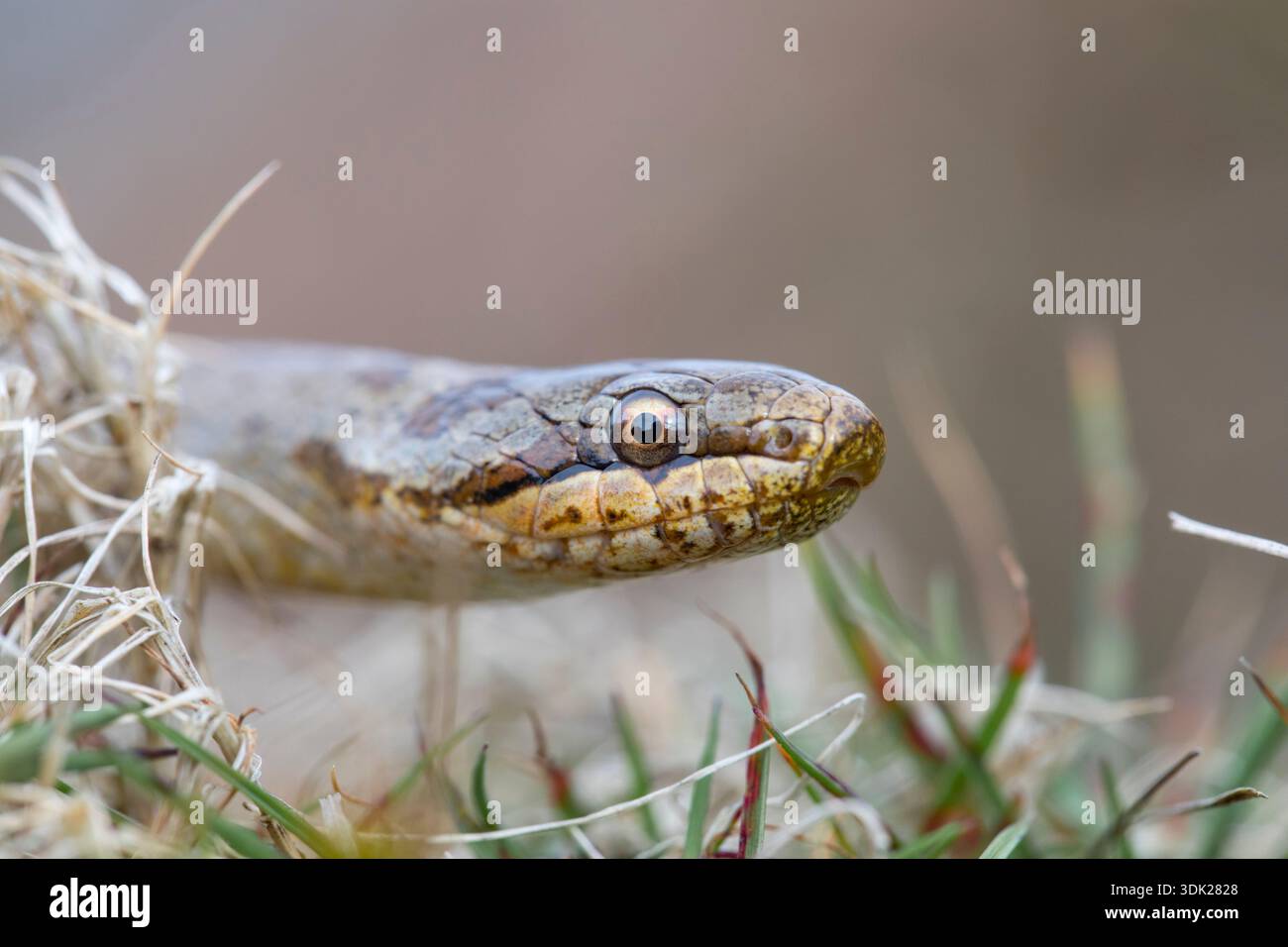 Smooth Snake; Coronella austriaca; Dorset; UK Stockfoto
