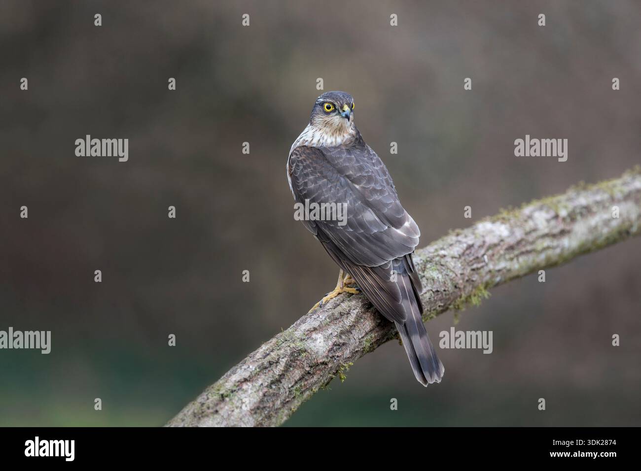 Sparrowhawk; Accipiter nisus; juvenile; männlich; UK Stockfoto