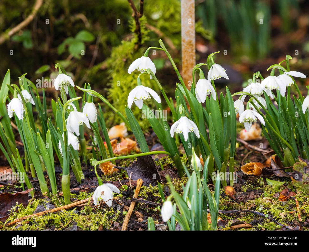 Doppelblumen der Mitte des Winters blühenden Schneeglöckchen, Galanthus „Lady Beatrix Stanley“ Stockfoto
