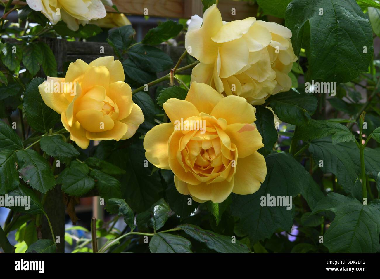 Rosen Stockfoto