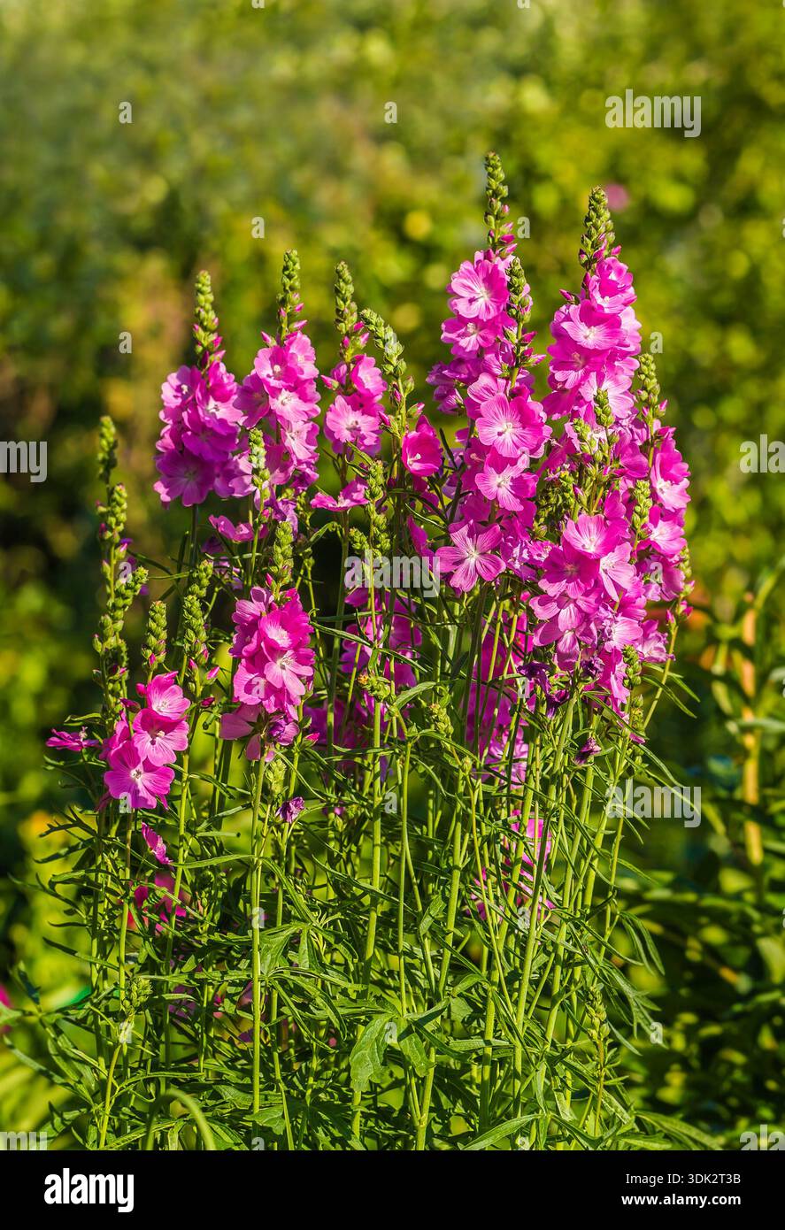 Sidalcea Stauden Sommerblumen Pflanzen Stockfoto
