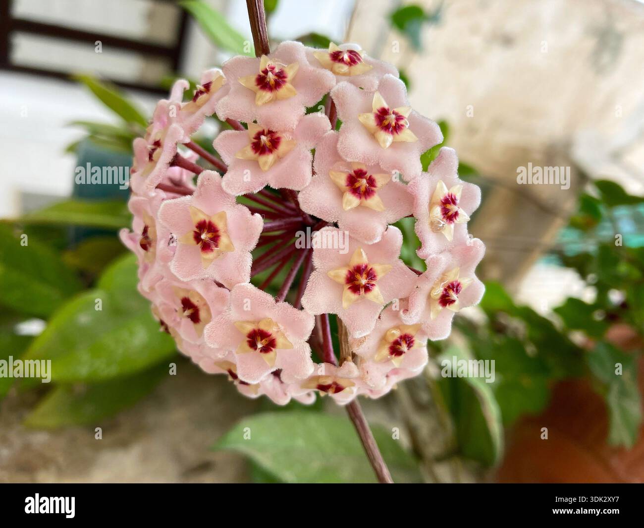 Nahaufnahme eines rosa Hoya-Blumenkugel-Clusters. Exotische tropische Zimmerpflanzen blühen mit natürlichem Bokeh. Botanische, Dekor- und Wellnesskonzepte. Stockfoto