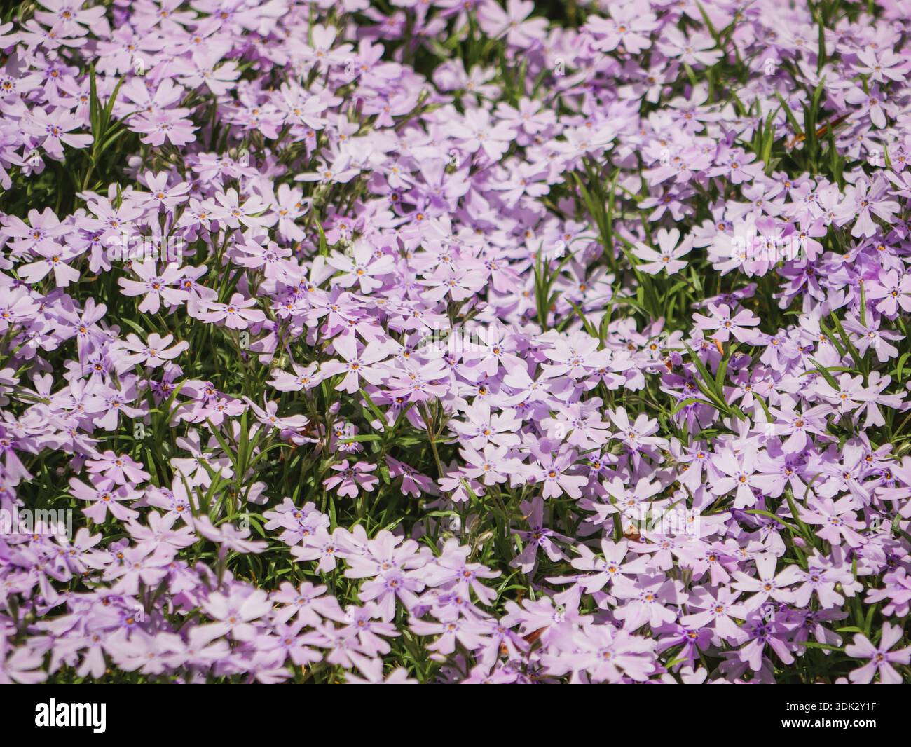 Leuchtend violette Phloxblüten bilden einen dichten Blumenteppich. Frühlingsblüte Hintergrund mit sanften Pastelltönen, Natur, Garten, Schönheit, Wellness und Meer Stockfoto