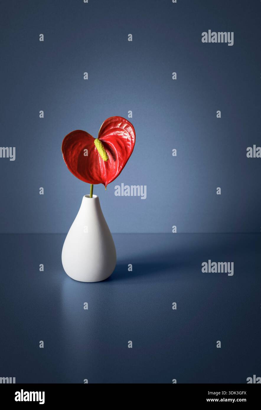 Ein rotes Anthurium, Flamingoblumen, in weißer Vase auf blauem Hintergrund Stockfoto