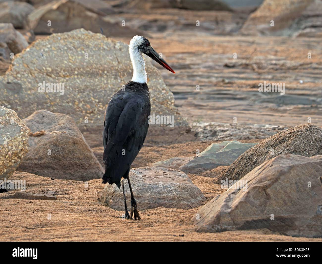 Afrikanischer Wollhalsstorch (Ciconia microscelis), der an den Sandbänken des Galana River, Kenia, Afrika, verfolgt Stockfoto