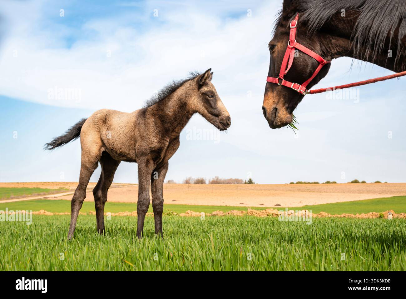 Ein junger Hengst, der im Frühjahr von einer Stute auf einem Feld angesehen wird. Stockfoto