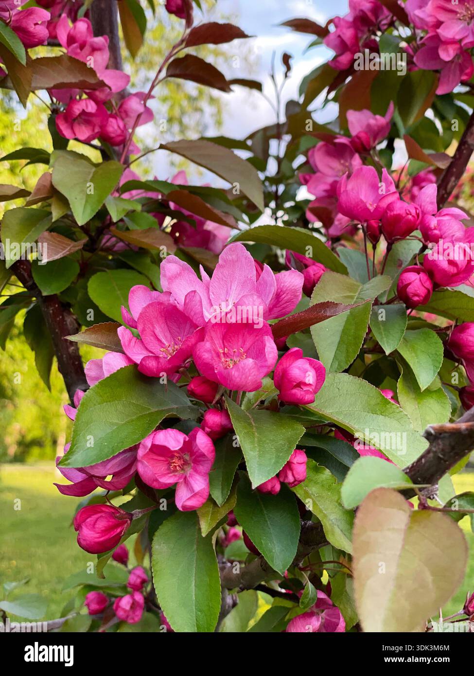 Ein dekorativer Apfelbaum mit leuchtend rosa Blüten und Knospen erstreckt sich im Frühjahr über einen grünen Park. Blühende Zweige von Malus Niedzwetzk Stockfoto