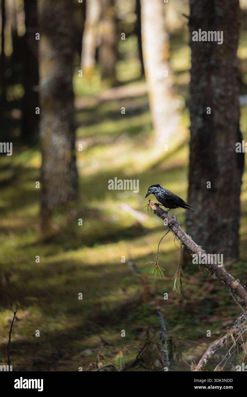 Blick auf einen Vogel, der zart auf einem Fuß in einem üppig grünen Wald thront, ein ruhiges Tableau der ruhigen Schönheit der Natur, Phobjikha Valley, Wangdue Phodrang, Bhu Stockfoto