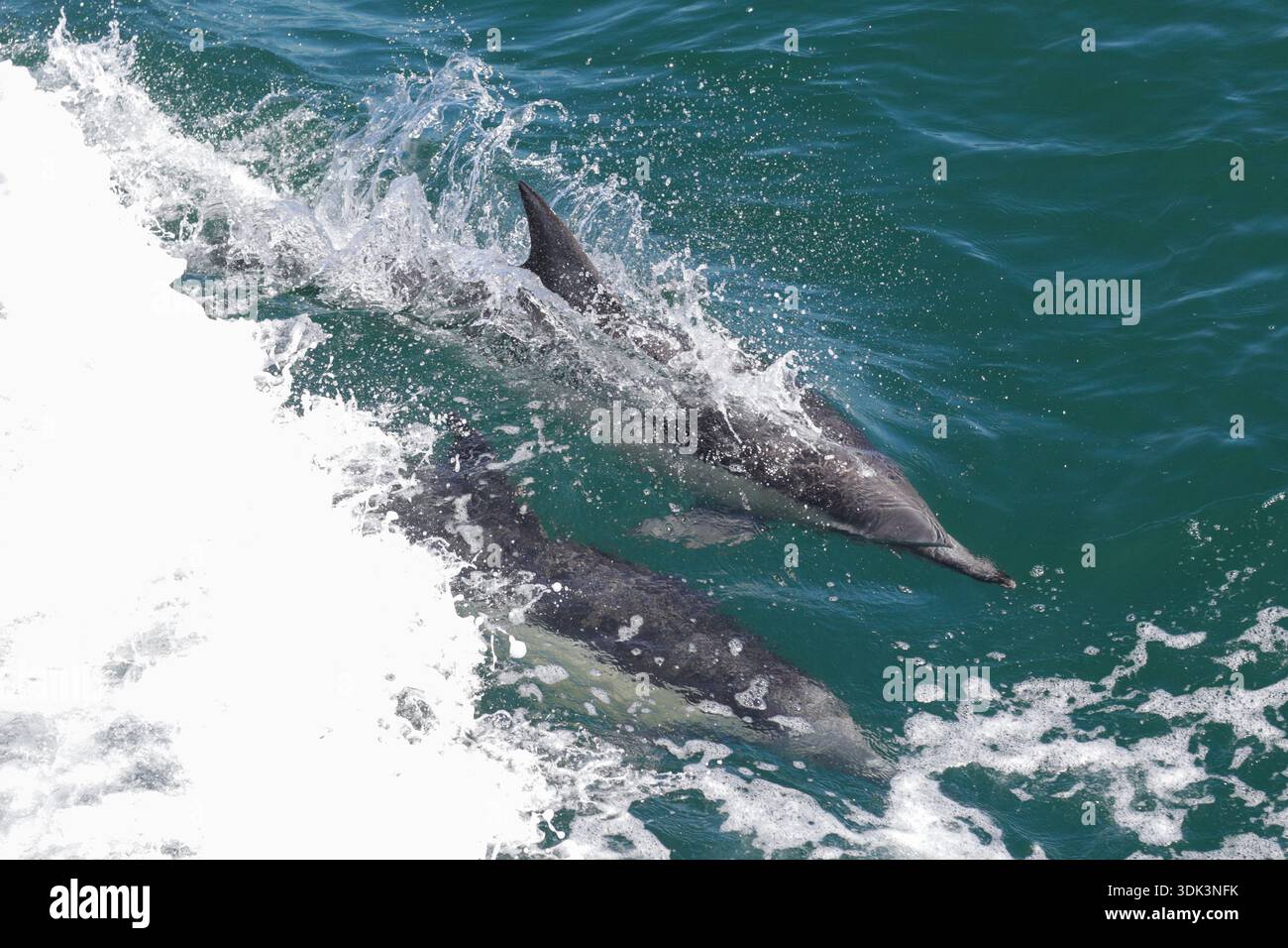 Blick auf Delfine, die durch den Ozean springen, ihre schlanken Körper glitzern vor dem tiefblauen Wasser und dem weißen Schaum, Newport Beach, Kalifornien, Unite Stockfoto