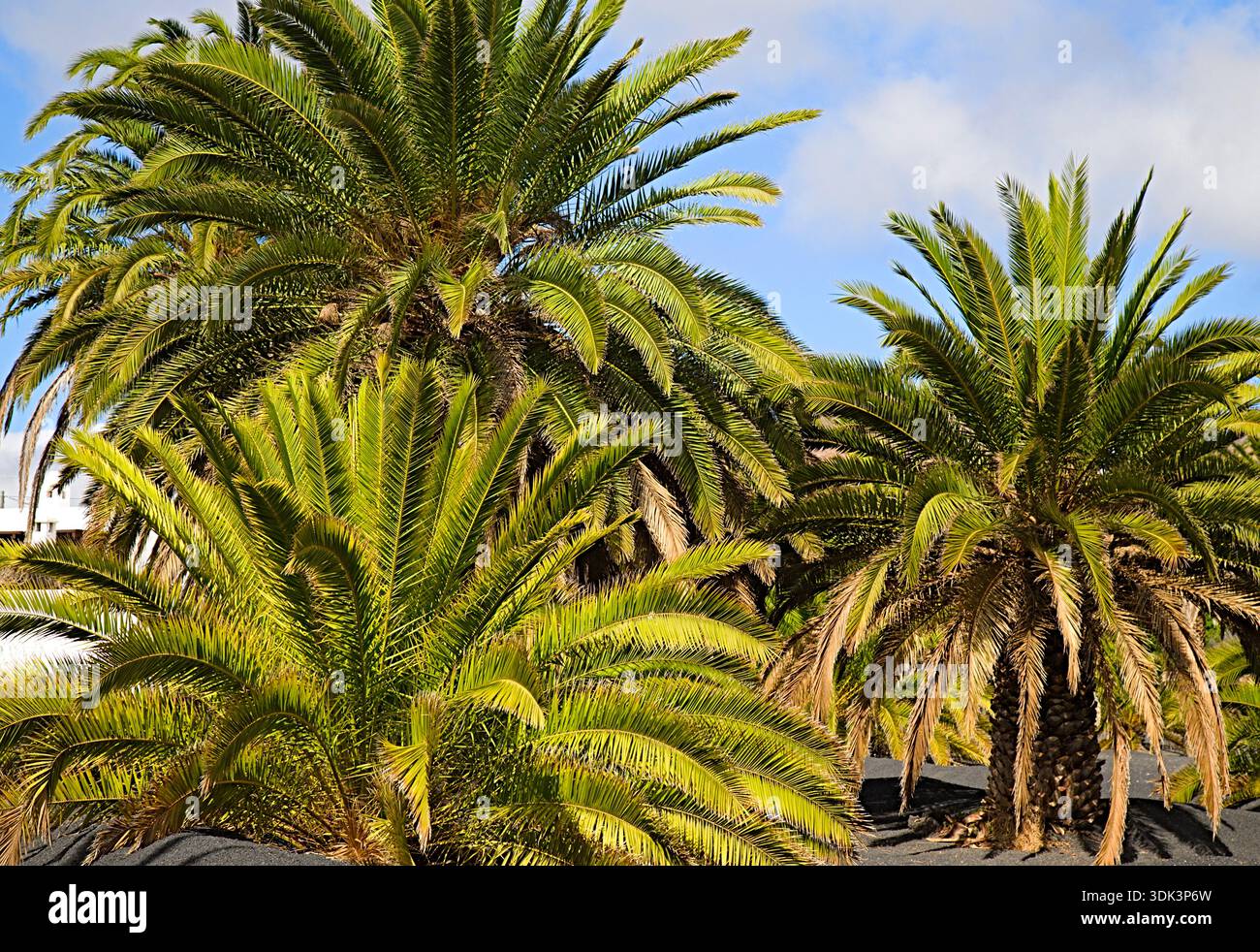 Spanien, Kanarische Inseln, Lanzarote, Haria, Palmen, Stockfoto