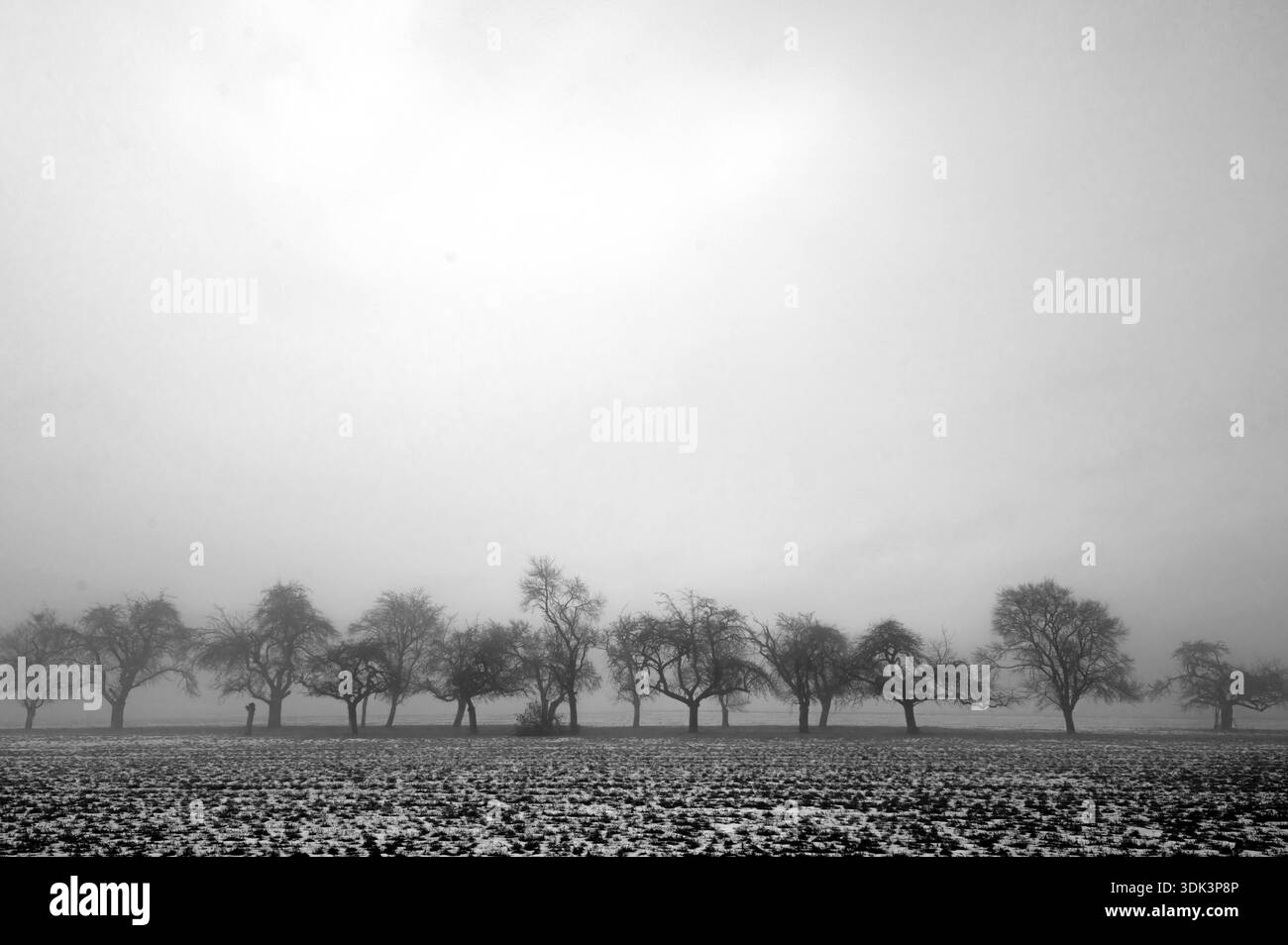 Obstbäume im Winter bei bewölktem Wetter, schwarz-weiß, Eckental, Mittelfranken, Bayern, Deutschland Stockfoto