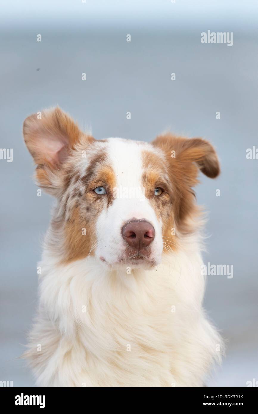 Australischer Schäferhund, Porträt, Mecklenburg-Vorpommern, Deutschland Stockfoto