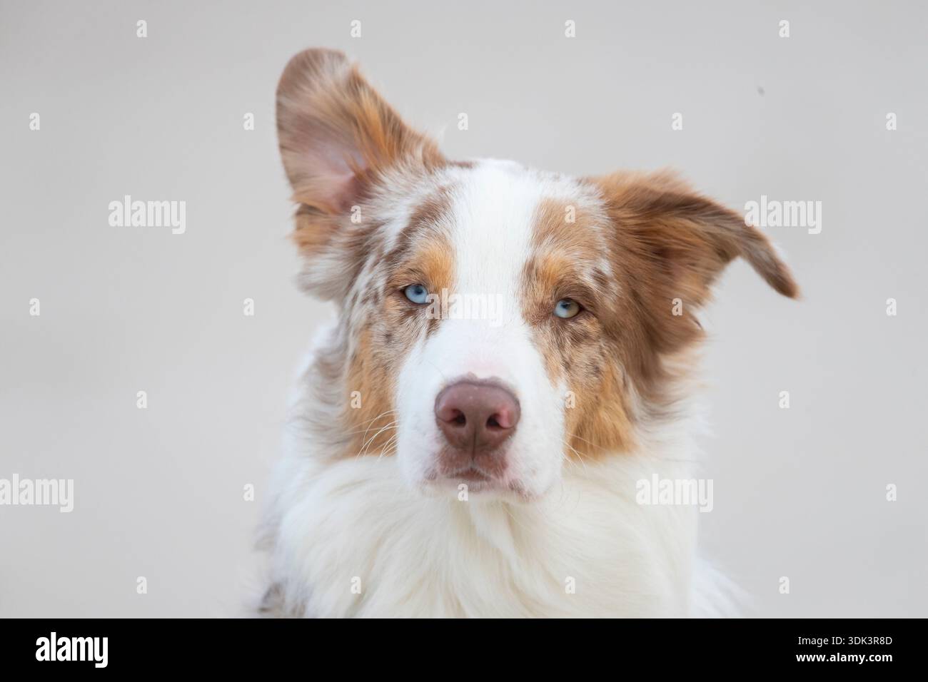 Australischer Schäferhund, Porträt, Mecklenburg-Vorpommern, Deutschland Stockfoto