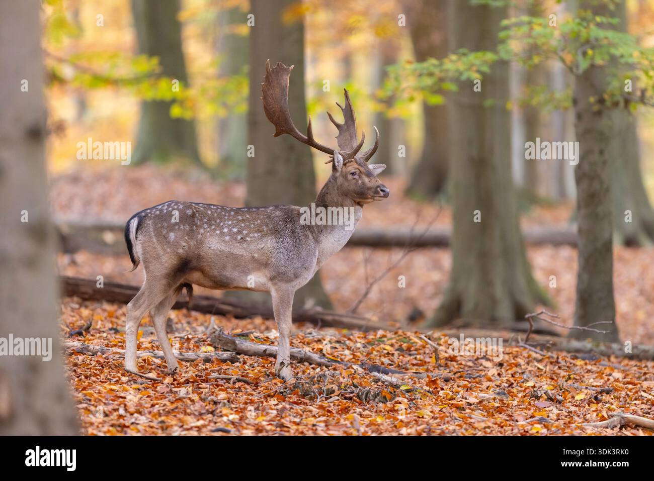 Damhirsch, Cervus dama, Damhirsch mit Augenverletzung im Wald, Herbst, Schleswig-Holstein, Deutschland Stockfoto