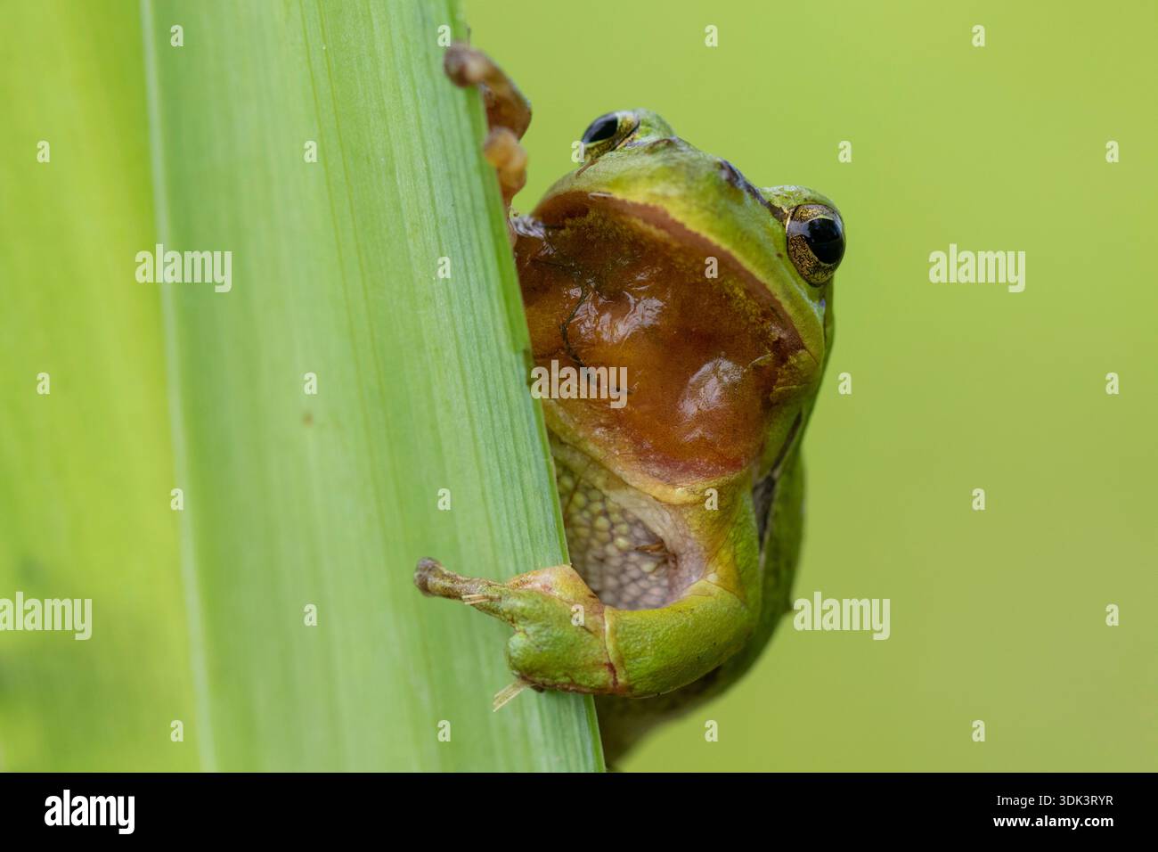 Europäischer Baumfrosch, Hyla arborea, Erwachsenfrosch, Schleswig-Holstein, Deutschland Stockfoto