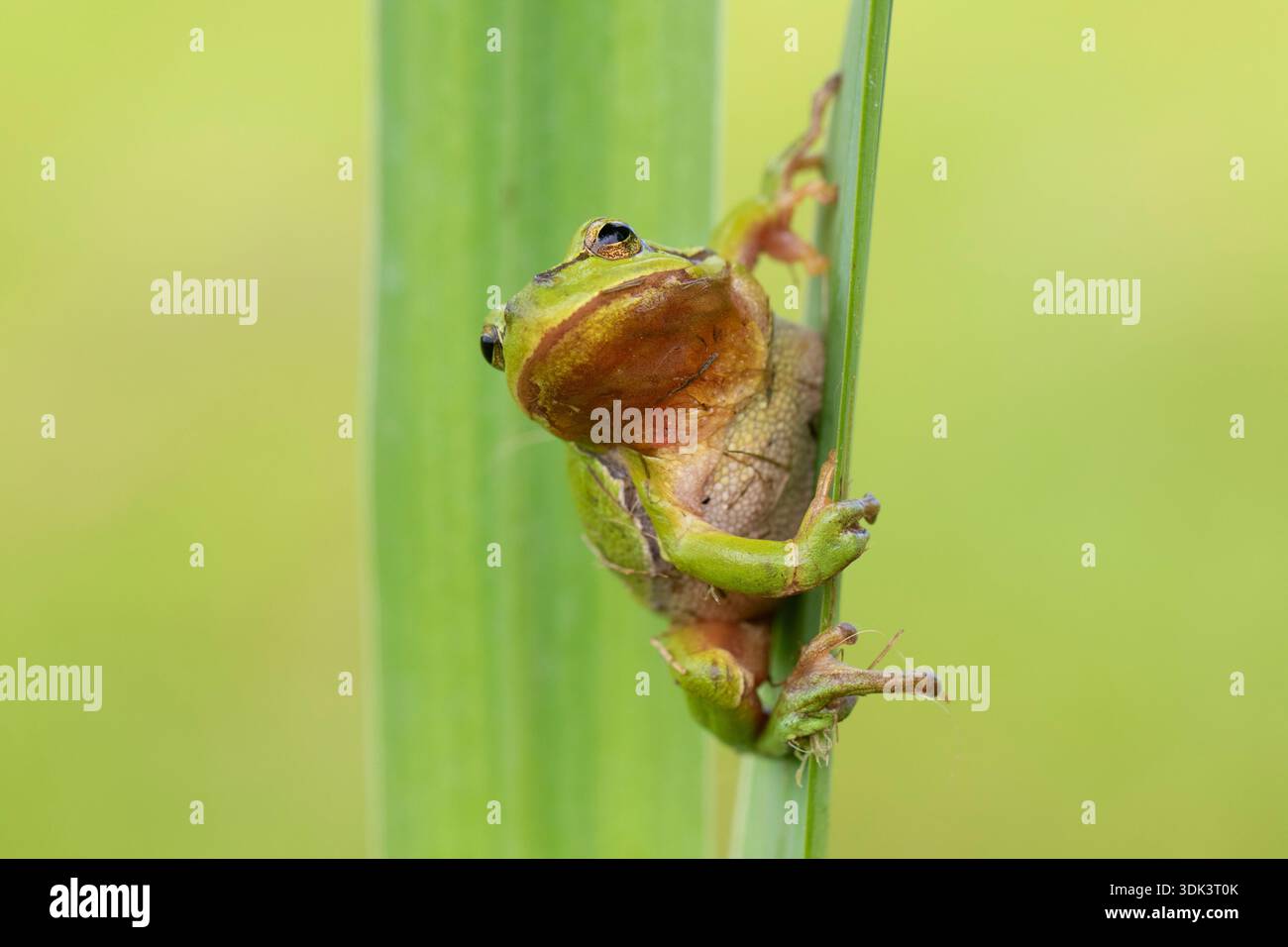 Europäischer Baumfrosch, Hyla arborea, Erwachsenfrosch, Schleswig-Holstein, Deutschland Stockfoto