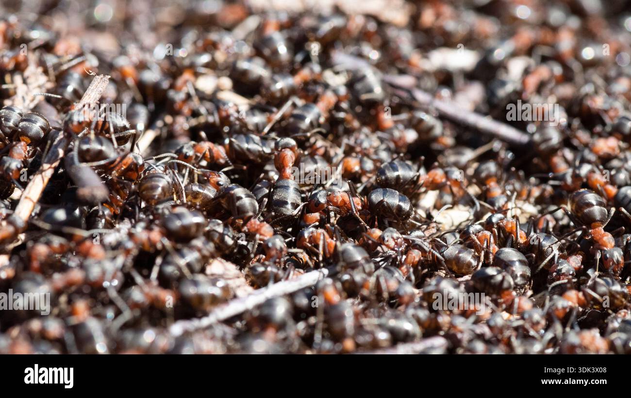 Viele Ameisen krabbeln in der Nähe der Ameisenhügel Stockfoto
