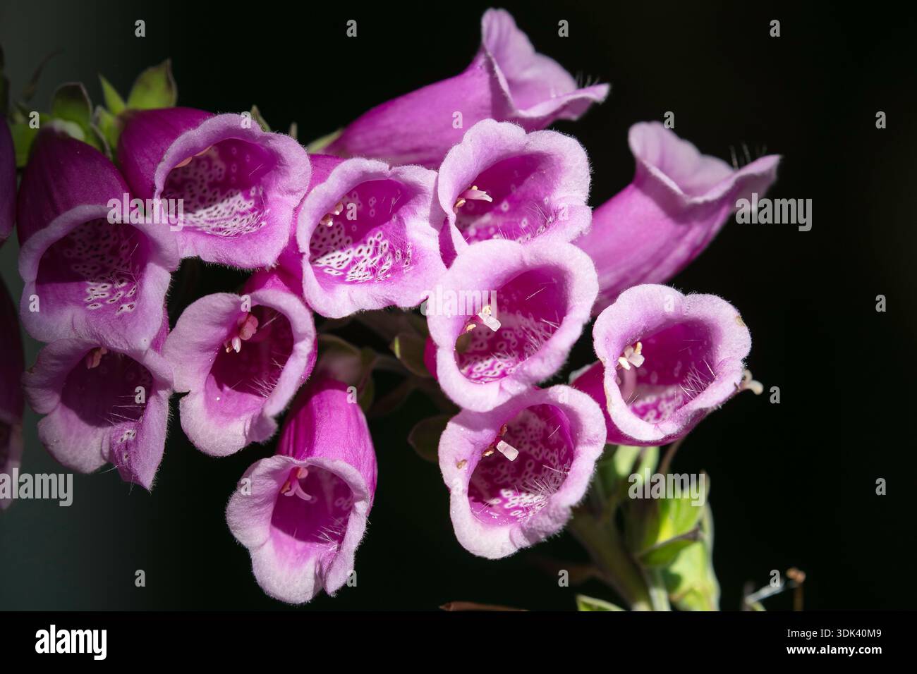 Wilde Fingerhut Stockfoto