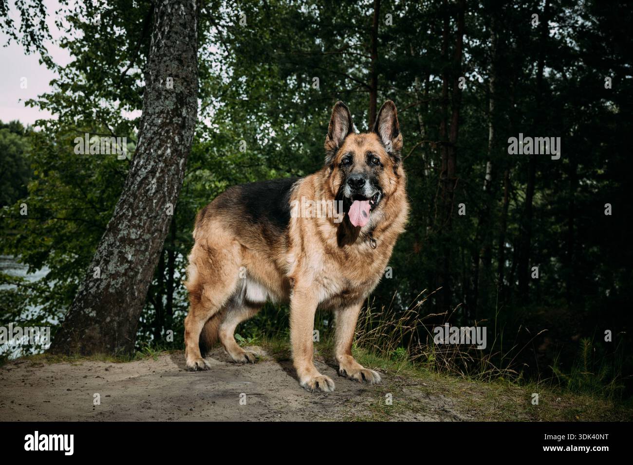 Rot-Tan Elsass Wolf Dog Standing Stolz – Alarmporträt mit Wald und Fluss Hintergrund Stockfoto
