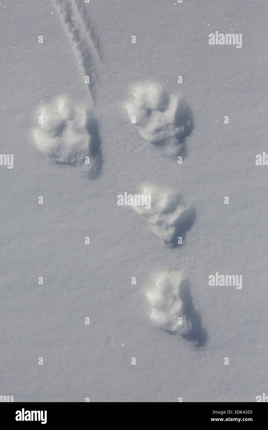 Berghase, Lepus timidus, Fußabdruck im Schnee, Norwegen Stockfoto