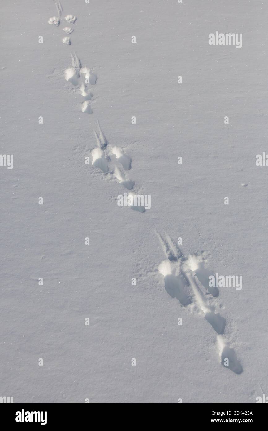 Berghase, Lepus timidus, Fußabdruck im Schnee, Norwegen Stockfoto
