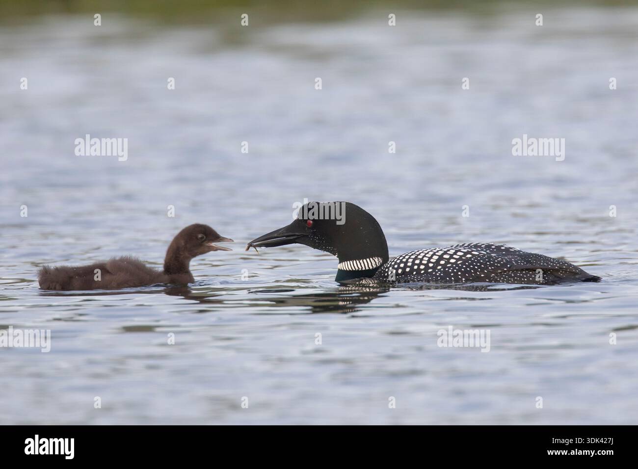 Gavia immer, erwachsener Seetaucher, der Jungvogel füttert, Sommer, Island Stockfoto