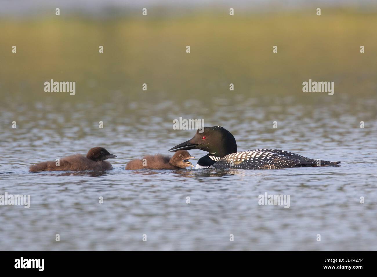 Gavia immer, erwachsener Seetaucher, der Jungvogel füttert, Sommer, Island Stockfoto