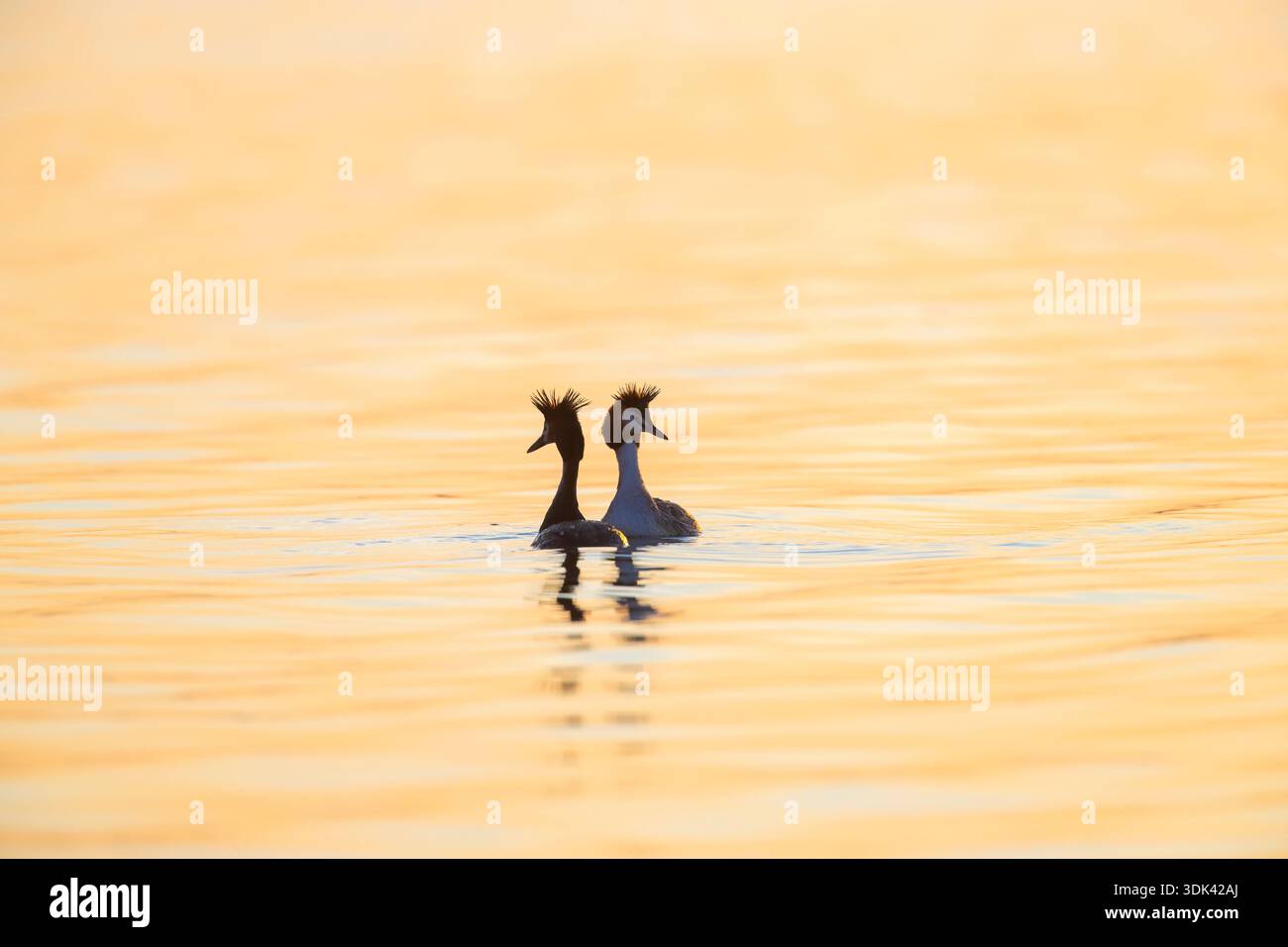 Großkrebengrebe, Podiceps cristatus, umwerben von Tauchern im Morgenlicht, Schleswig-Holstein, Deutschland Stockfoto