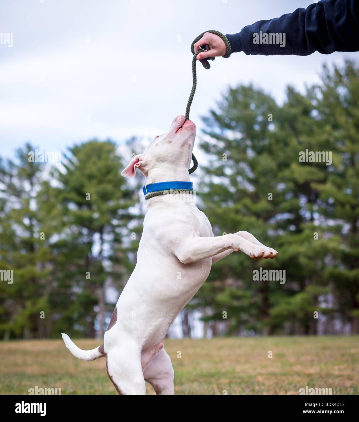 Ein weißer Pit Bull Terrier gemischter Hund springt hoch, um sich an die Leine zu beißen Stockfoto