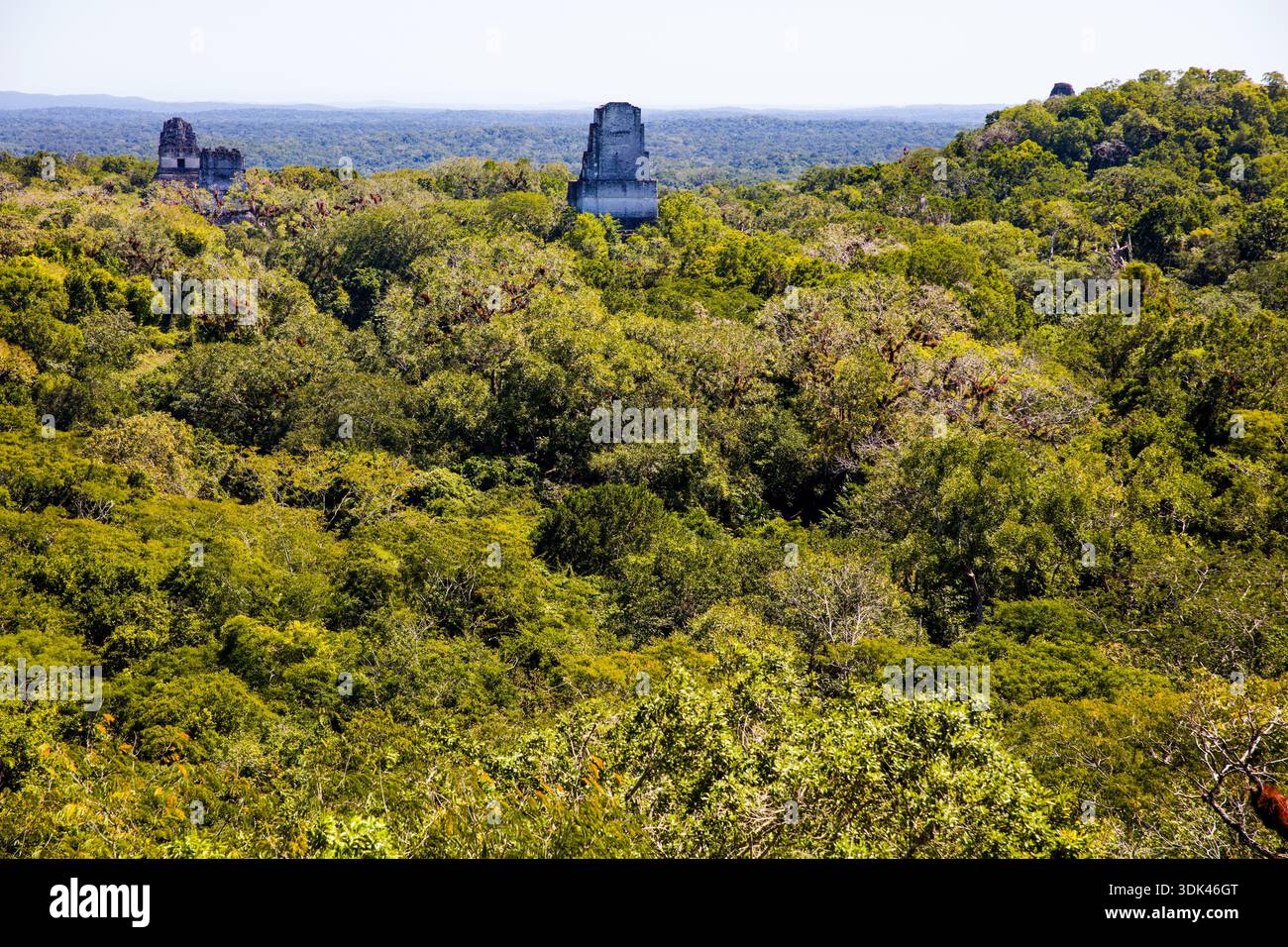 Antike Maya-Tempelruinen im Dschungel, Tikal, Guatemala, Zentralamerika Stockfoto