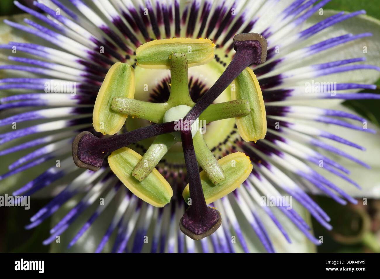 Blaue Passionsblume (Passiflora caerulea), Makro Stockfoto