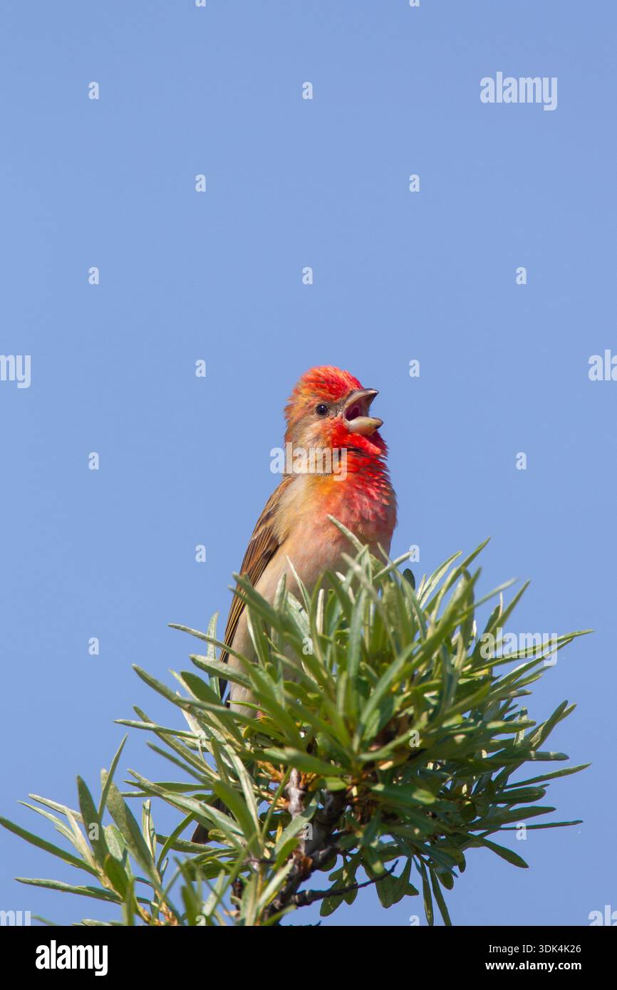 Rosefink, Carpodacus erythrinus, singend männlich, Mecklenburg-Vorpommern, Deutschland Stockfoto