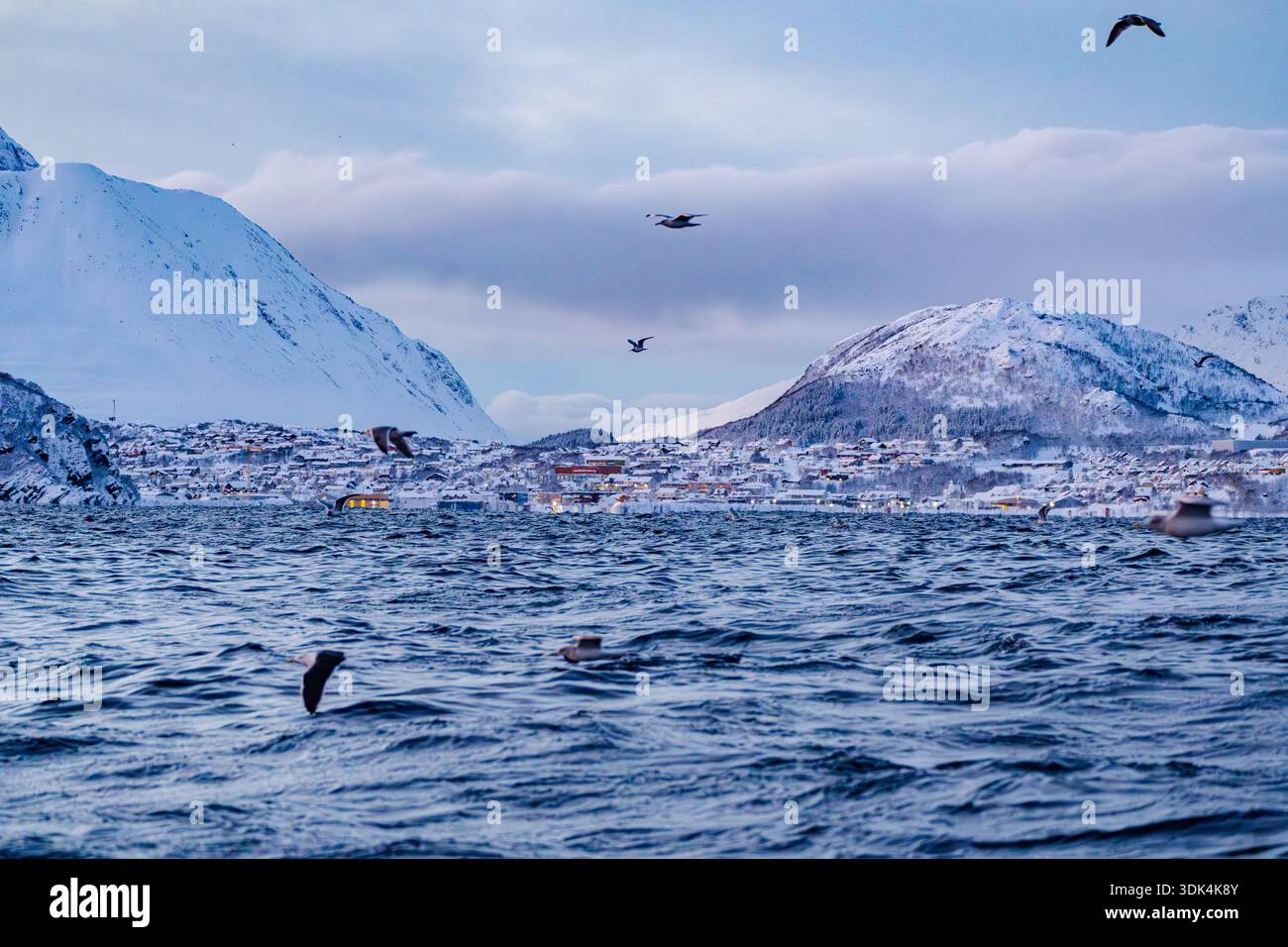 Norwegen, Fylke Troms, Skjervøy, Winterlandschaft, Möwen Stockfoto