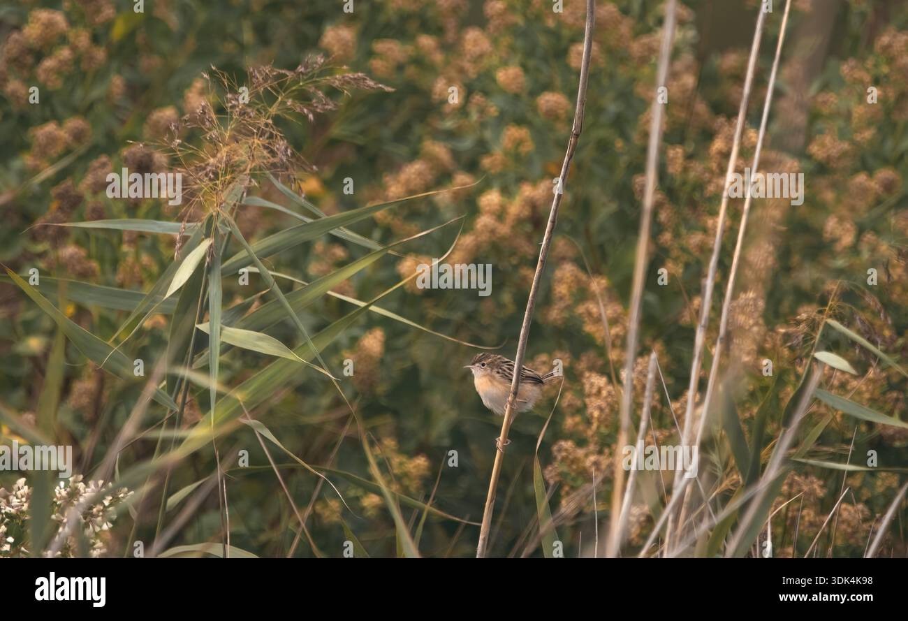 Eine zitternde Cisticola im Schilf (Cisticola Juncidis) mit blühenden Sträuchern im Hintergrund, Herbstfarben, horizontal Stockfoto
