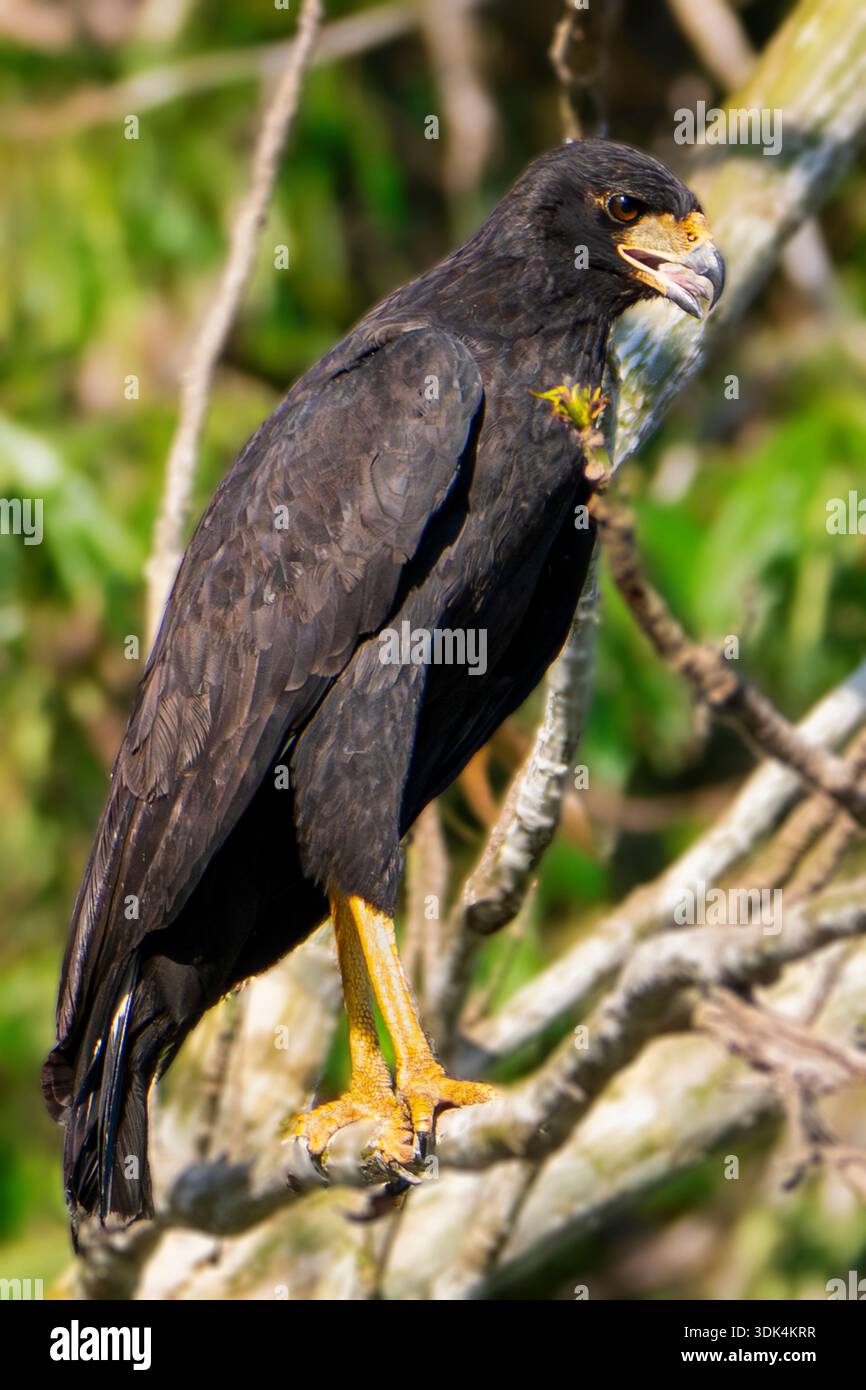 Eine schwarze Caracara auf einem Ast, Brasilien Stockfoto