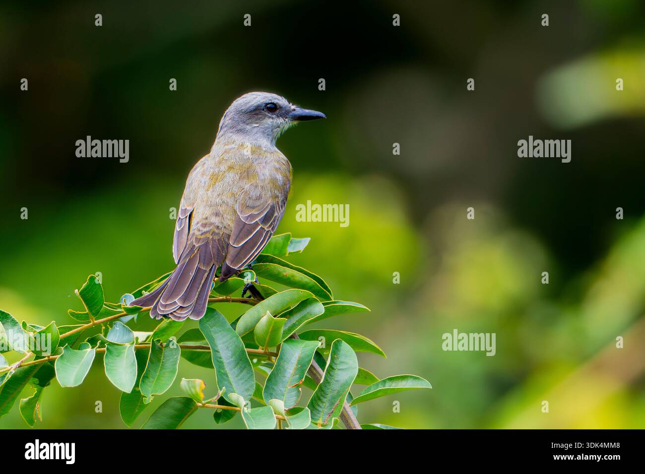 Ein tropischer Königskönig (Tyrannus melancholicus), der auf einem Blattzweig vor einem glatten grünen Hintergrund thront, Brasilien Stockfoto