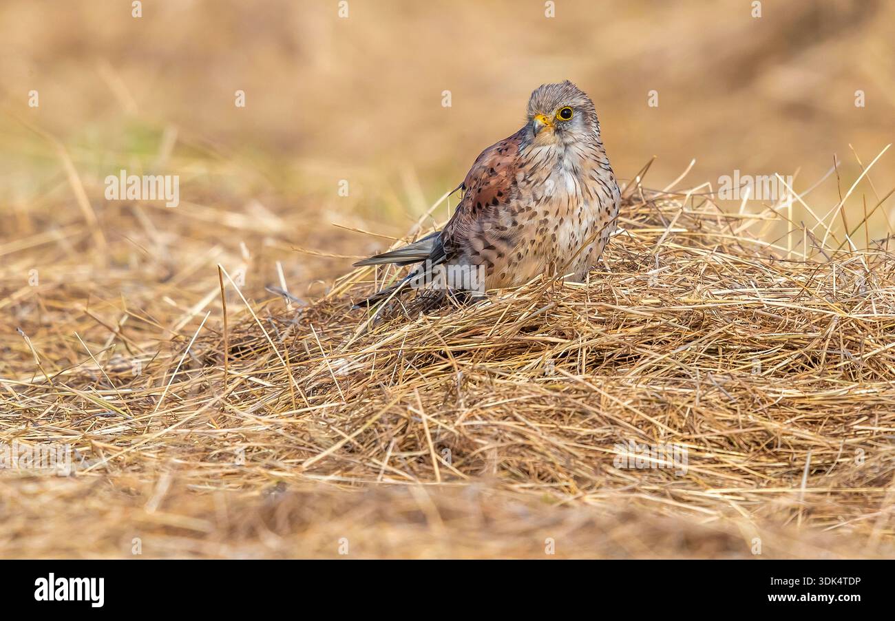 Europäischer Kelch, Eurasischer Kelch, Altweltfalke, gemeiner Kelch (Falco tinnunculus tinnunculus, Falco tinnunculus), männlicher Si. Im zweiten Kalenderjahr Stockfoto