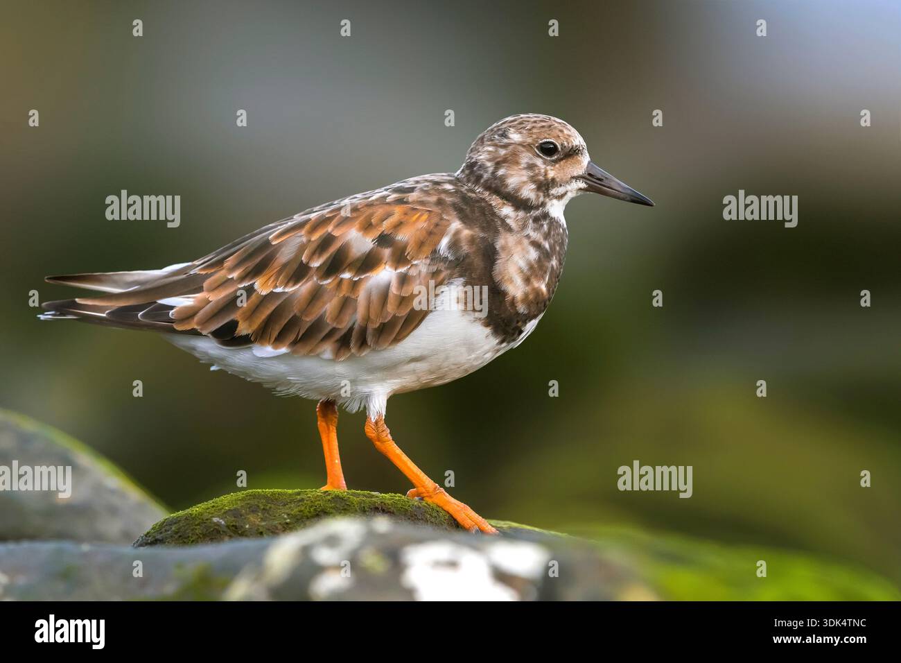 Roter Drehstein (Arenaria interpres), auf einem moosigen Stein stehend, Portugal, Madeira Stockfoto