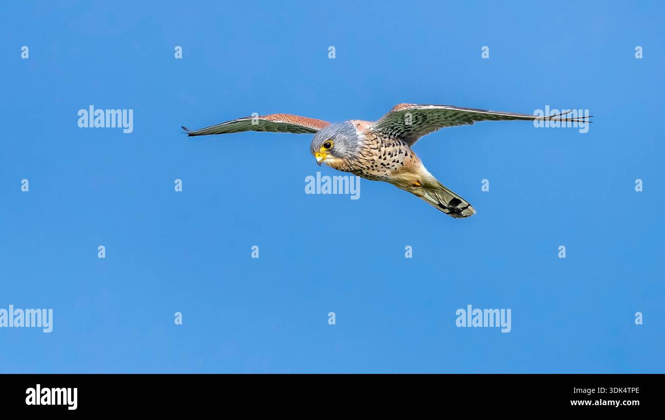 Europakirche, Eurasischer Kelch, Alte Welt-Kelch, gemeiner Kelch (Falco tinnunkulus, Falco tinnunkulus tinnunkulus), im Flug, Vorderansicht, Nethe Stockfoto