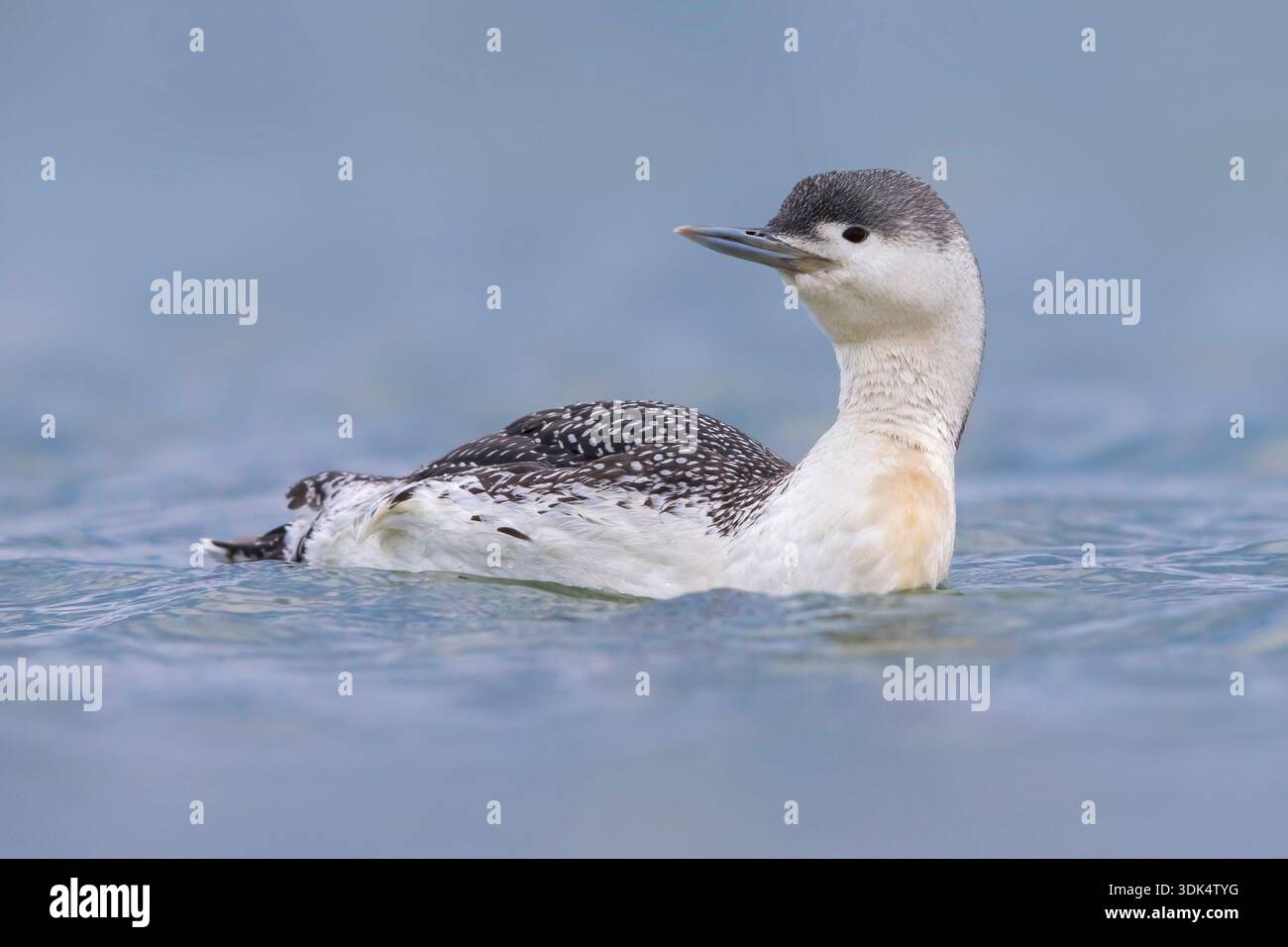 Rotschlauchtaucher (Gavia stellata), Schwimmen im nicht-brütenden Gefieder, Italien, Toskana Stockfoto