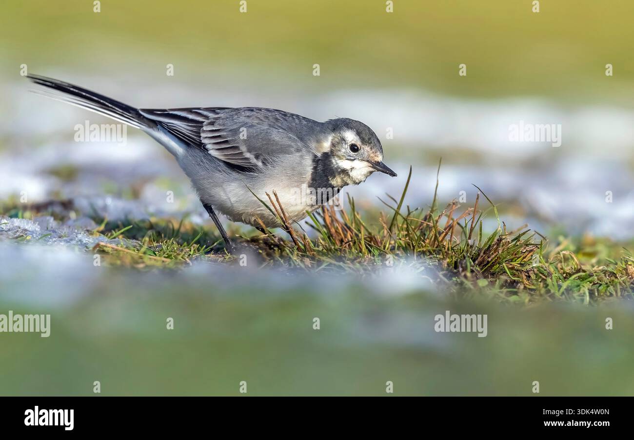 Bachtail, weißer Bachtail (Motacilla alba alba), sitzend im Schnee, Belgien, Flaemisch-Brabant Stockfoto