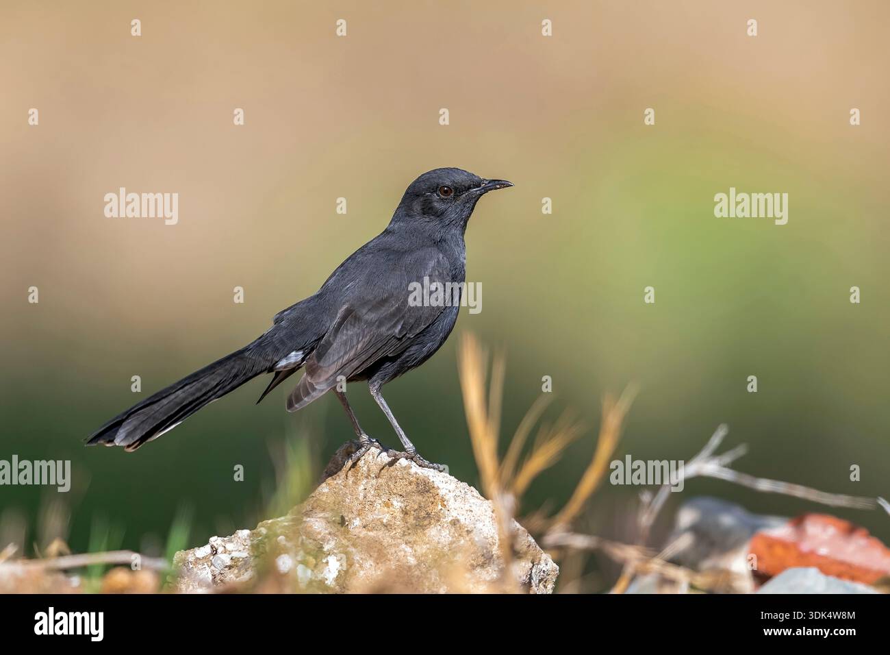 Black Bushchat, Black Bushchat, Black bushrowin, Black bushrowin, Black bushrowin (Cercotrichas podobe), Weibchen sitzt auf dem Boden, Ägypten, Bere Stockfoto