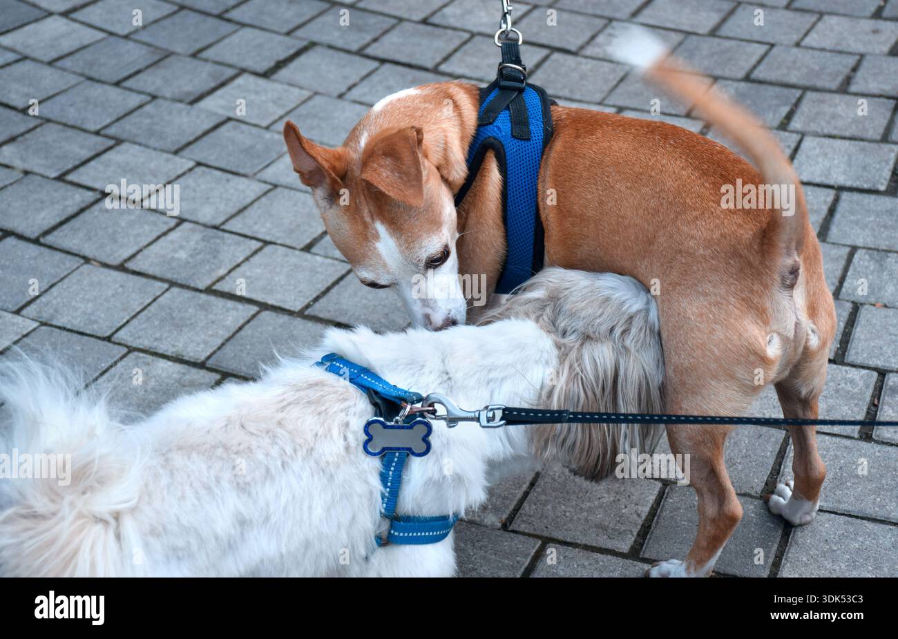Zwei kleine Hunde an der Leine schnüffeln sich bei einem Spaziergang im Freien. Die tägliche Interaktion mit Haustieren zeigt soziales Verhalten, Neugier und Hundefreunde Stockfoto