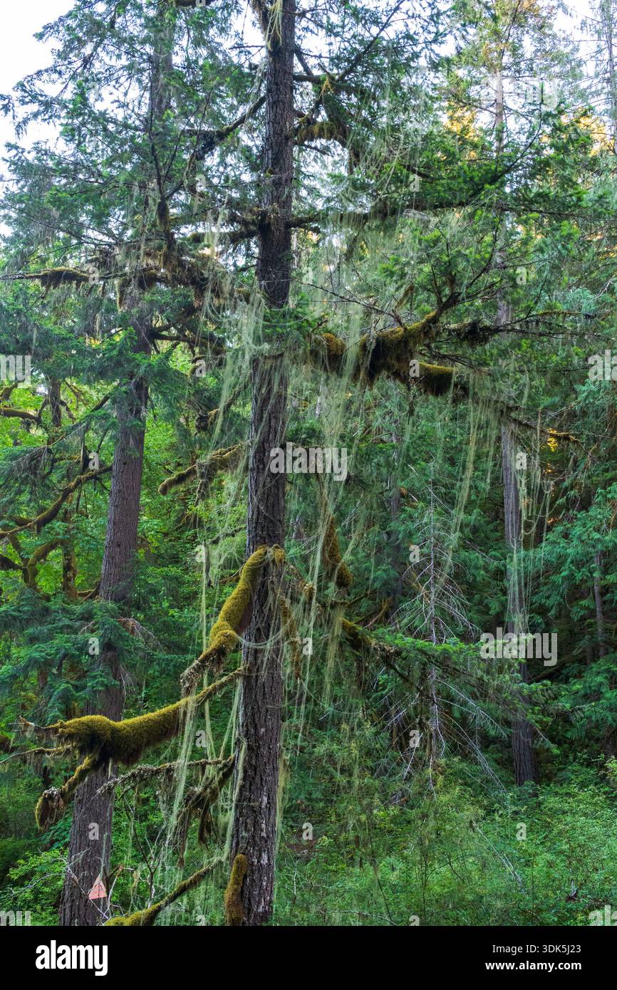 In einem dichten Wald steht ein moosbedeckter Baum, dessen Stamm und Zweige mit hängenden Flechten bedeckt sind. Stockfoto